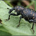 Ich der...Große Braune Rüsselkäfer...Hylobius abietis...