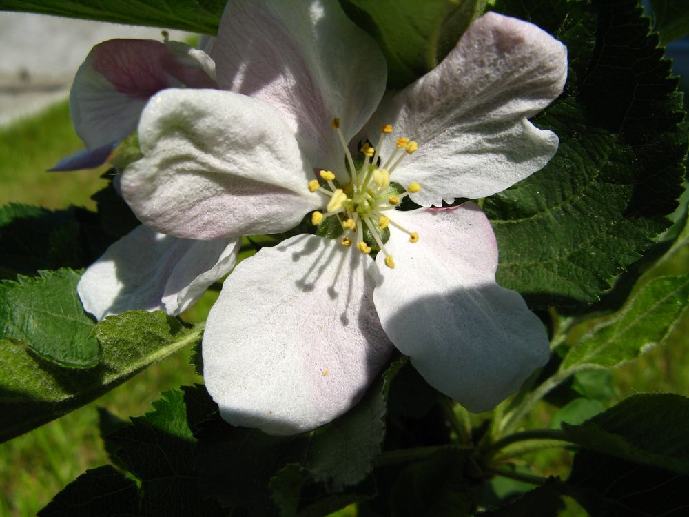 "ICH - die Kirschblüte ... von S-M-W 