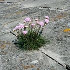 ich, die Strandnelke, habe mich durchgesetzt..