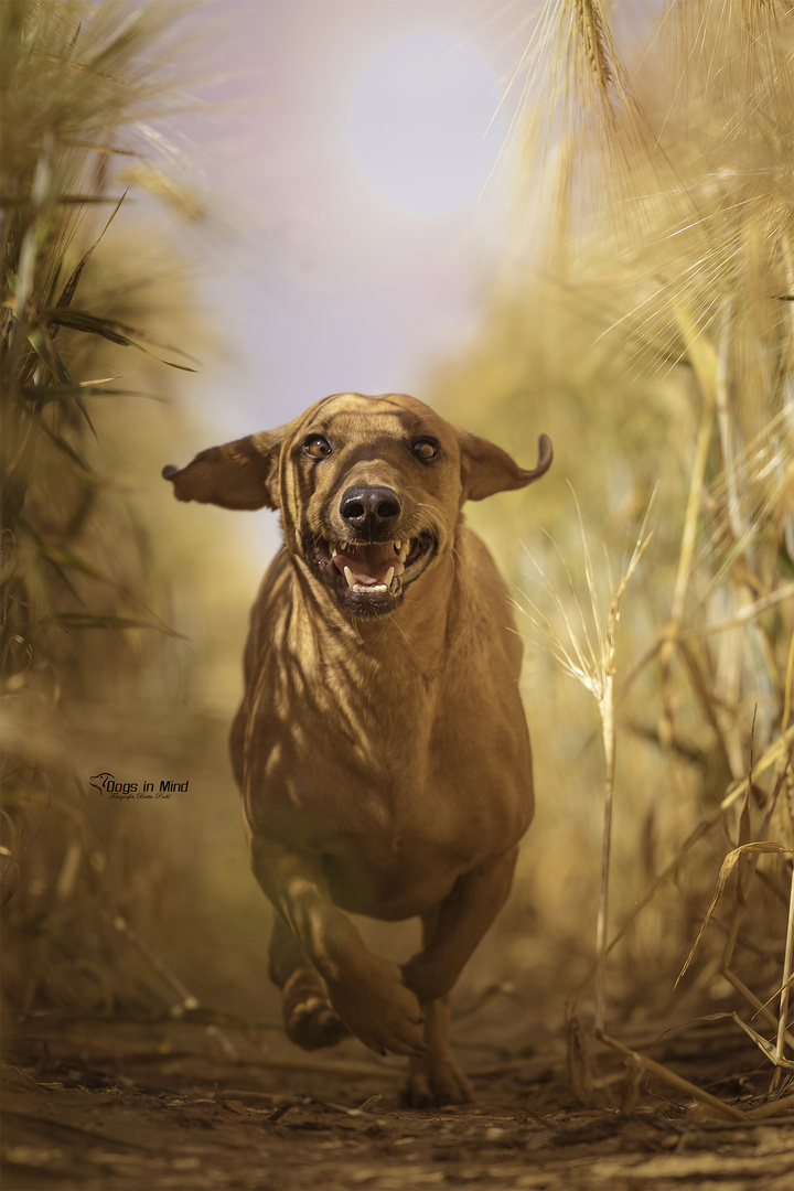 Ich einfach unverbesserlich Foto & Bild sommer, hunde, hund Bilder auf