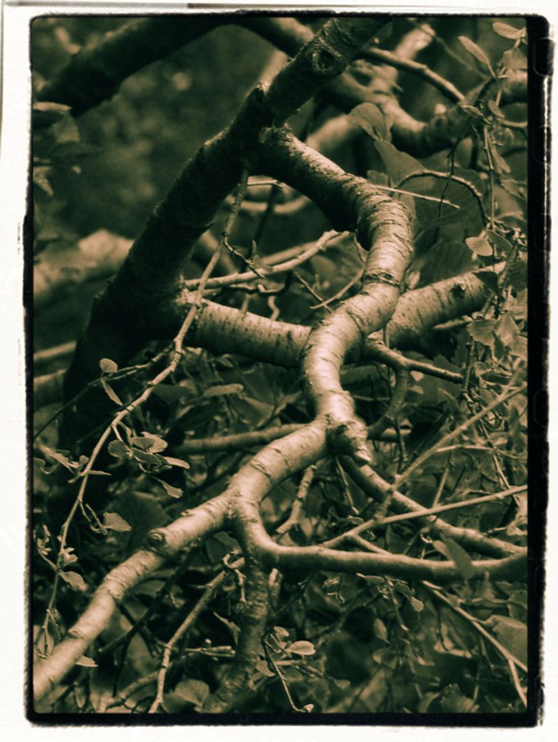 Ich entdeckte und fotografierte die Hauptschlagader eines Baumes