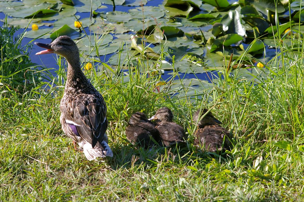 "ich erzähle euch jetzt etwas vom Leben am Teich" Foto & Bild tiere