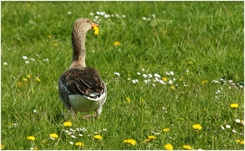 Ich ess' Blumen