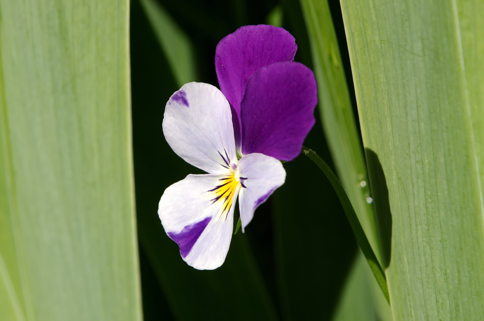 Ich esse gern Blumen....lekkär