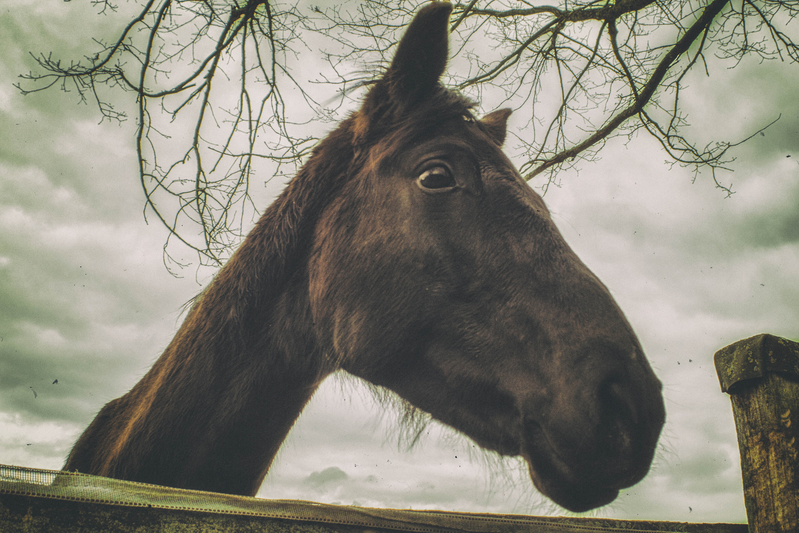 Ich fand das Pferd so geil