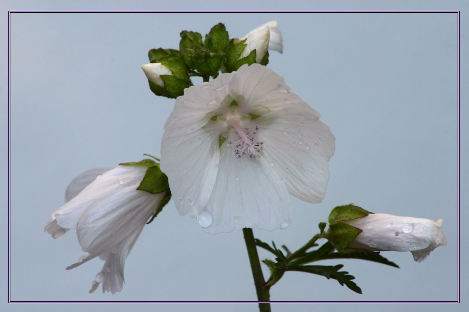 Ich fand diese Blüte schön