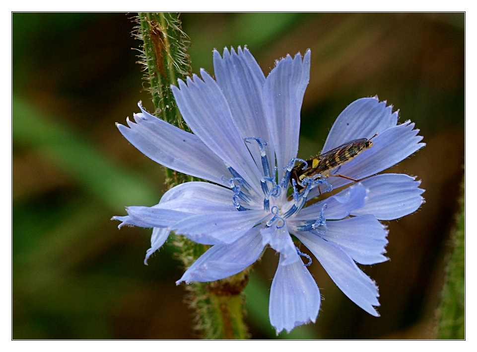 Ich fand eine Feldblume