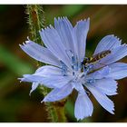 Ich fand eine Feldblume