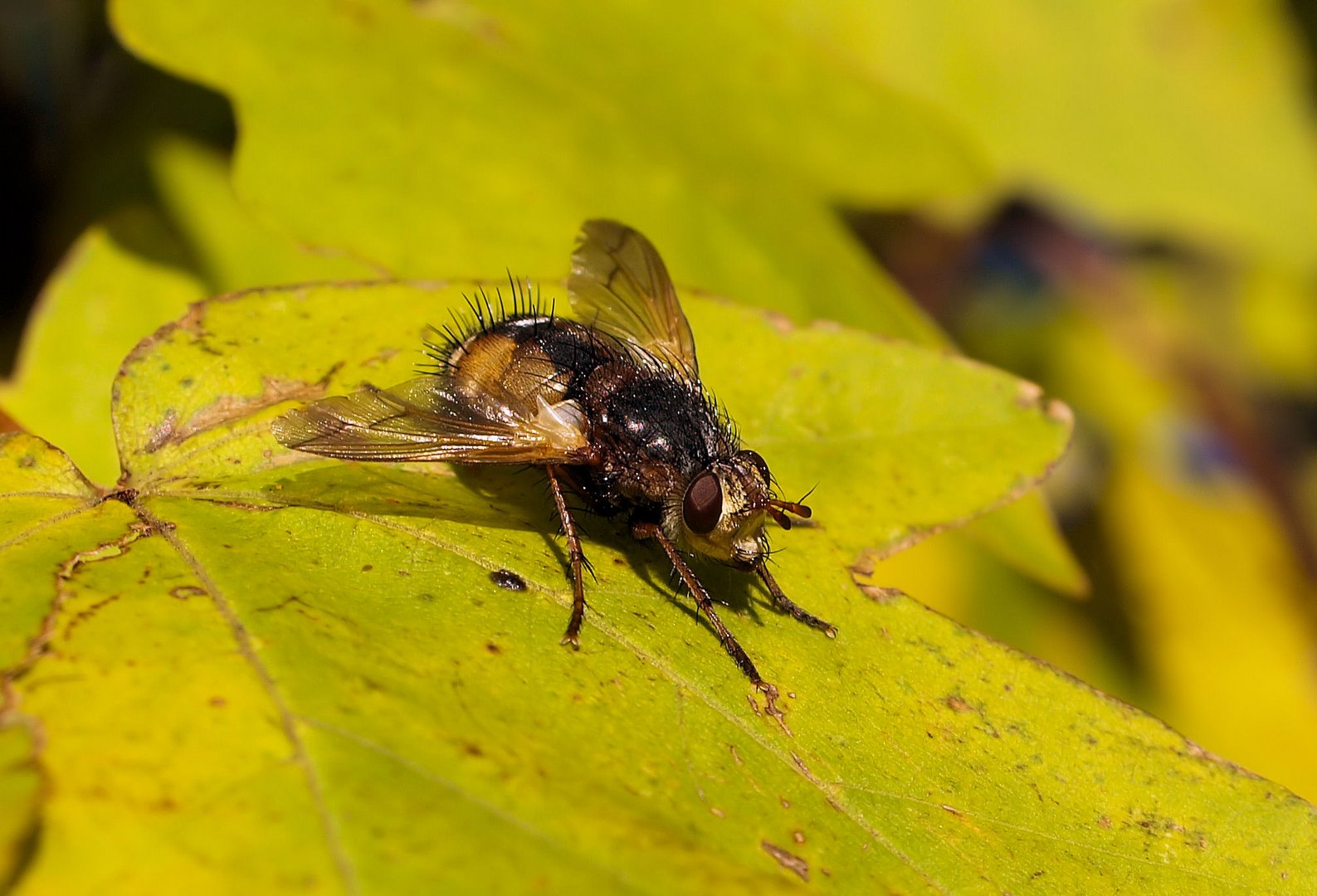 Ich fand heute noch eine Igelfliege...