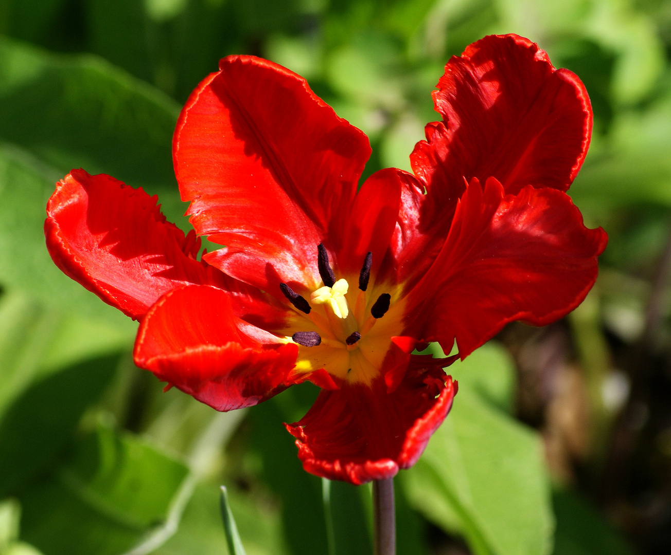 Ich fang den Frühling ein.