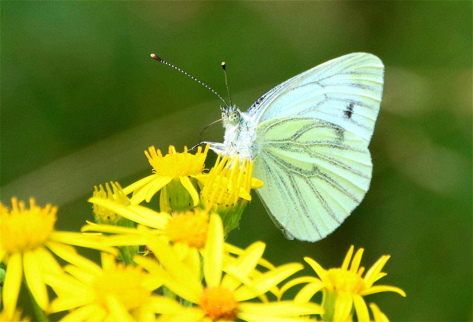 ° Ich fang den Sommer...