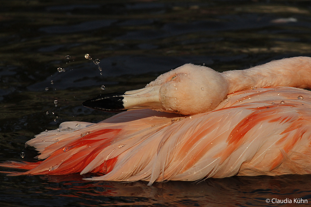 Ich fang die Wassertropfen ;-)