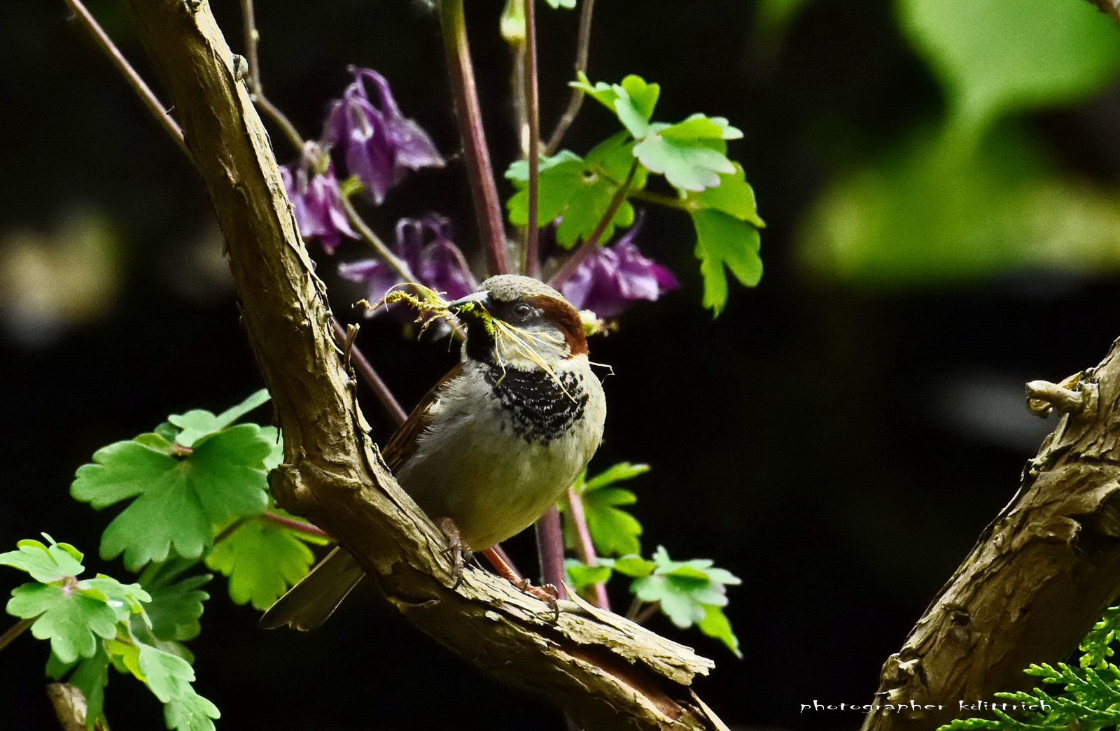 Ich fang' schon mal an... Foto & Bild tiere, wildlife, naturkreativ