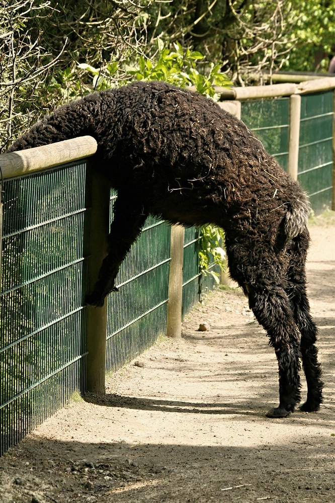 Ich feier nie wieder mit den Schnapsdrosseln.