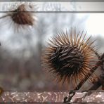 Ich find', das sind schöne Blumensternchen.....