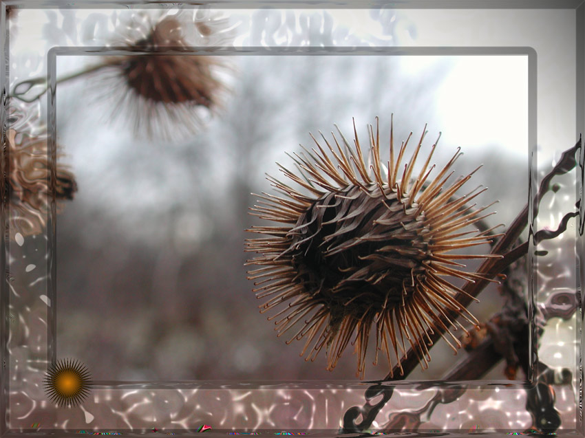 Ich find', das sind schöne Blumensternchen.....