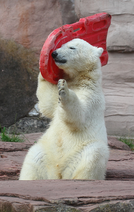 "Ich find die Eisbären-Handys echt spitze ..."