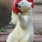 "Ich find die Eisbären-Handys echt spitze ..."