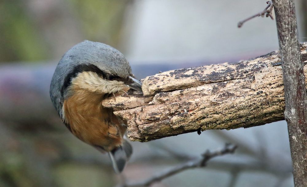 "Ich find hier was .... ich find was" (ISO 3200)