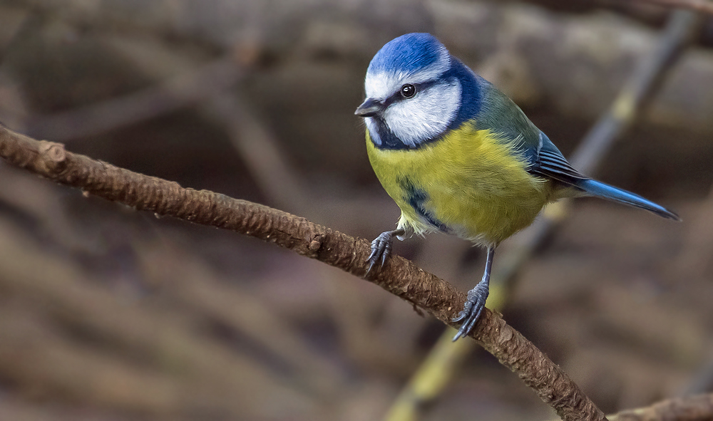 "Ich find sie auch hübsch - die Blaumeisen"