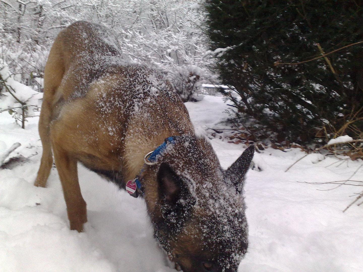 ich finde den schnee schon noch