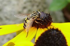 ich finde dich einfach zum knuddeln