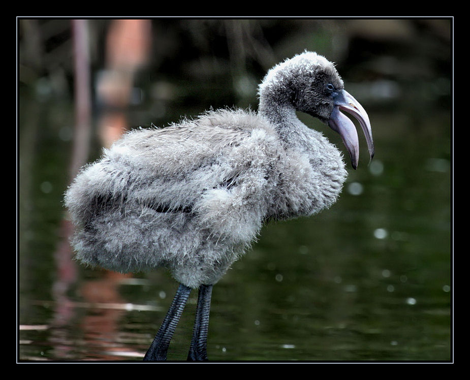 Ich finde Flamingos....