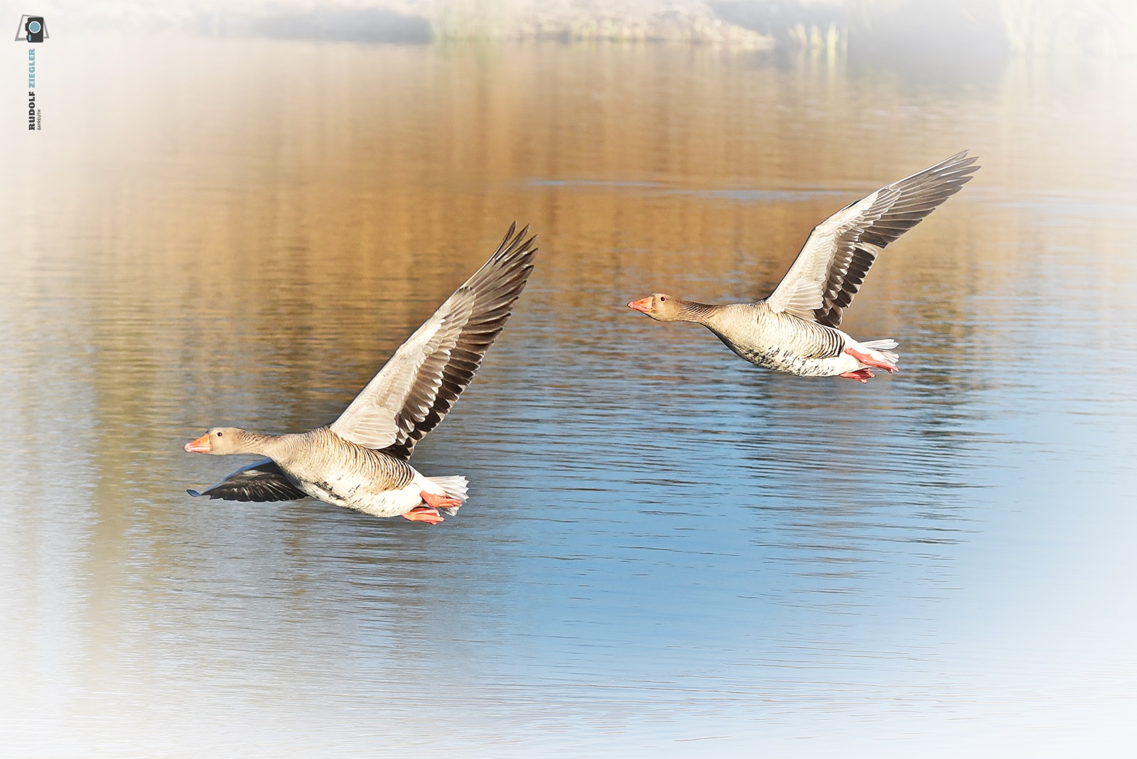 Ich finde sie sind was "Gans" Besonderes! 