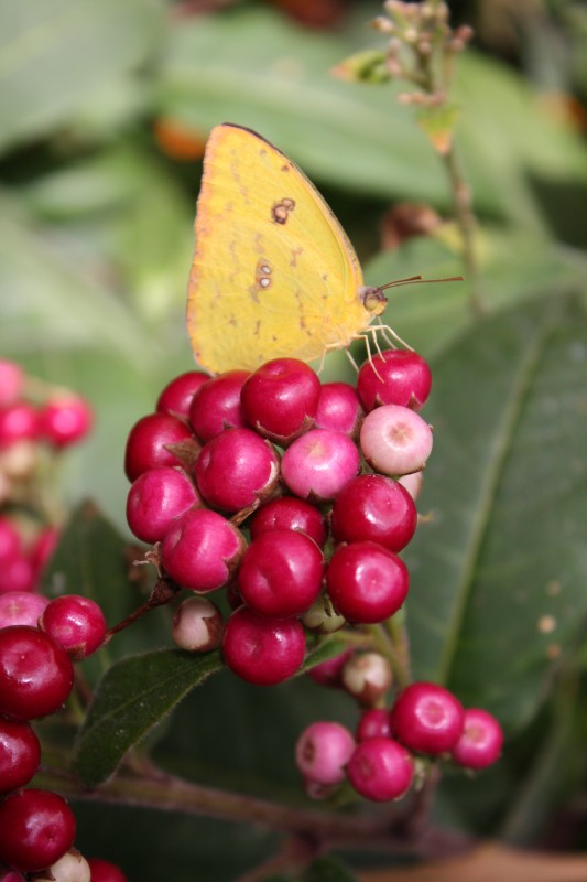 _ich flieg auf beeren_