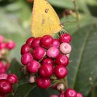 _ich flieg auf beeren_