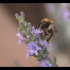 ich flieg auf Lavendel