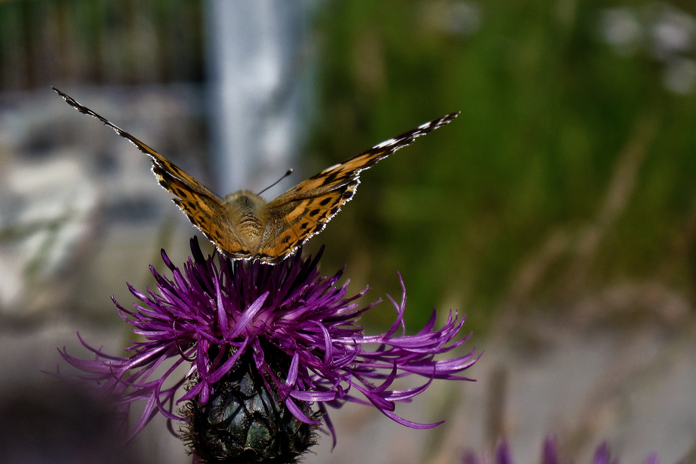 "Ich flieg dann mal weg..........."