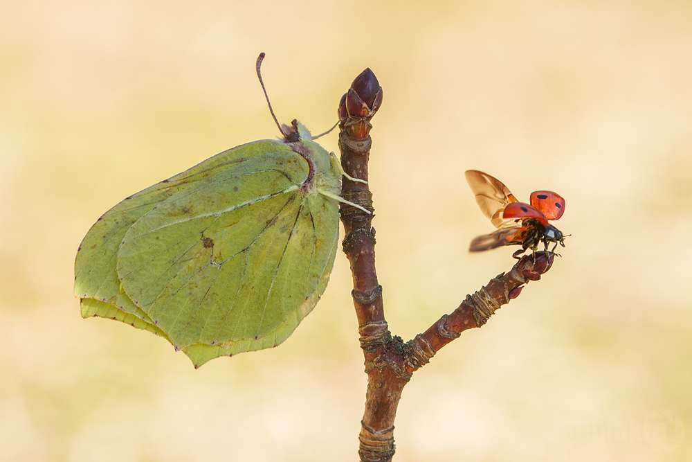 Ich flieg schon mal in den Frühling ... kannst ja nachkommen!  ;)