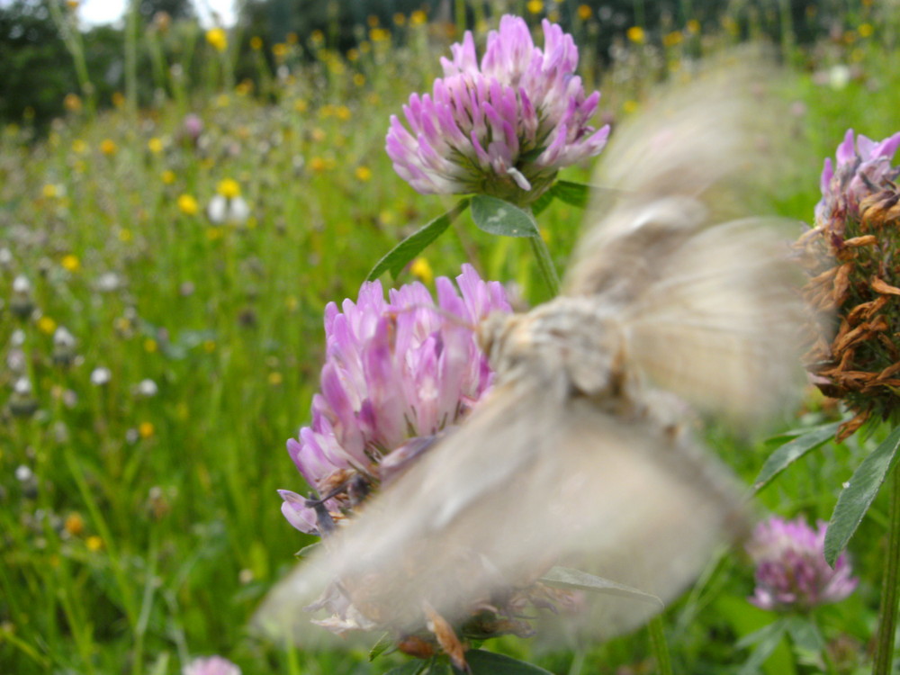 Ich flieg zur nächsten Blume