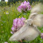 Ich flieg zur nächsten Blume