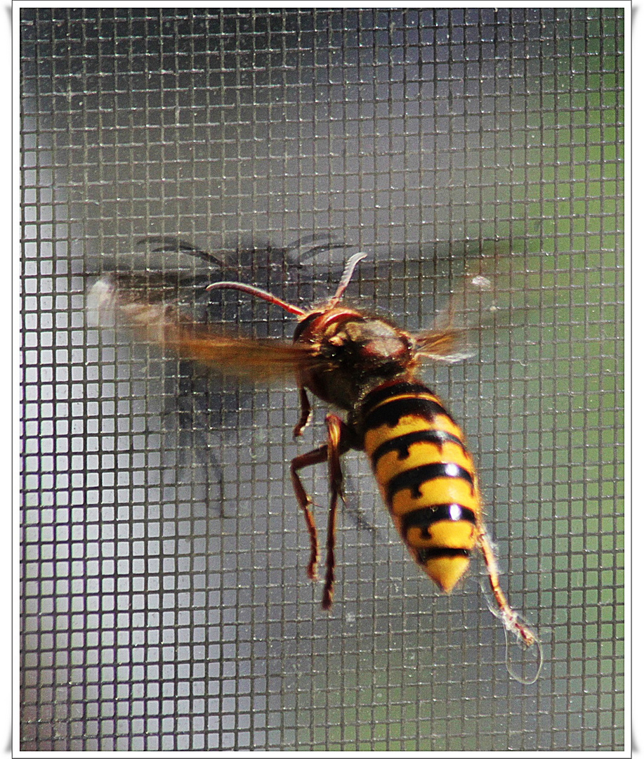 Ich fliege auf meinen Schatten