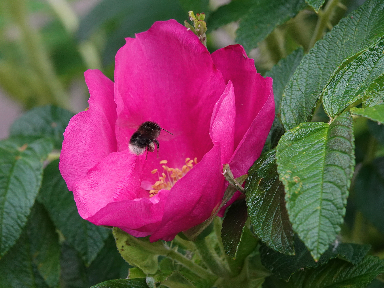 Ich fliege auf pink!