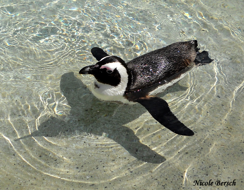 Ich fliege durch das Wasser