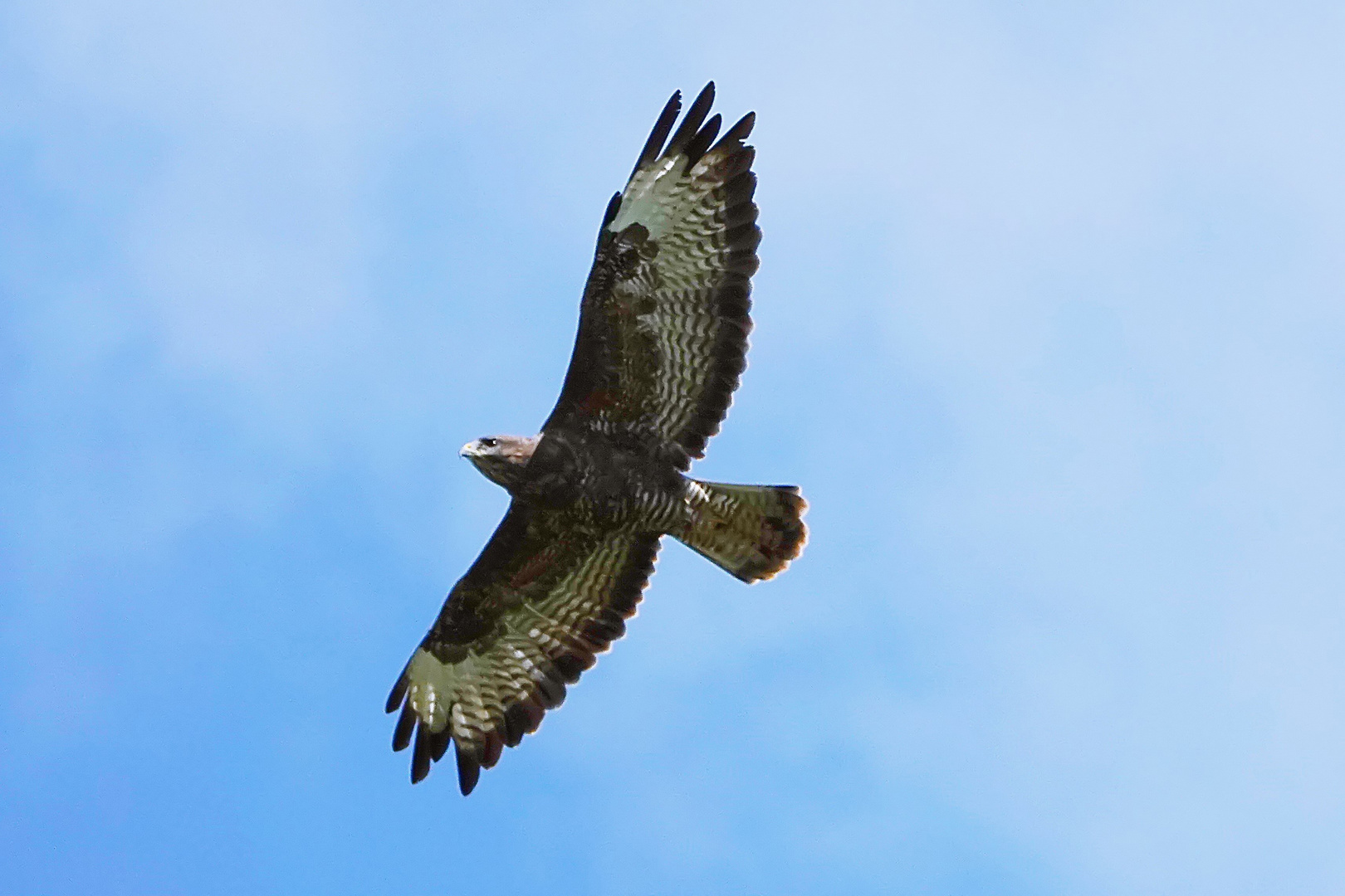 ich fliege in den blauen Montag