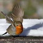 Ich fliege jetzt in den Frühling :-)