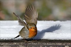 Ich fliege jetzt in den Frühling :-)