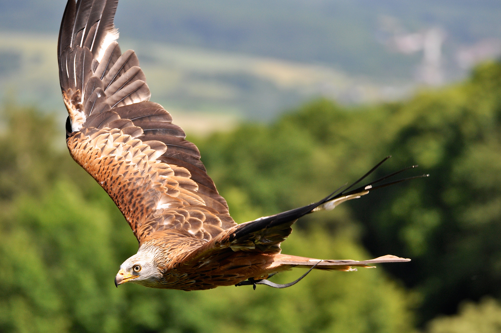 Ich fliege mal um dich herum