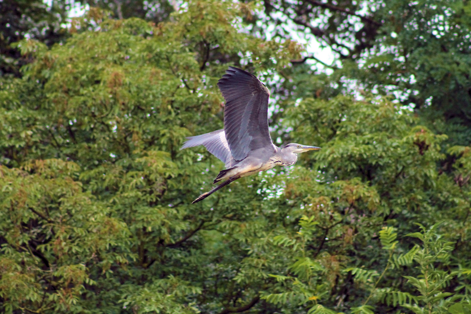 ich fliege mit den Wind