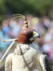 Ich fliege so schnell und brauche einen Helm.