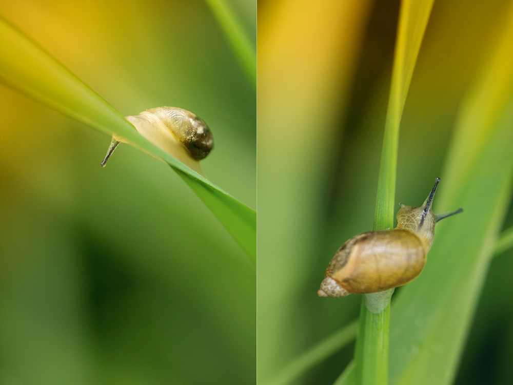 . Ich fragte eine Schnecke .