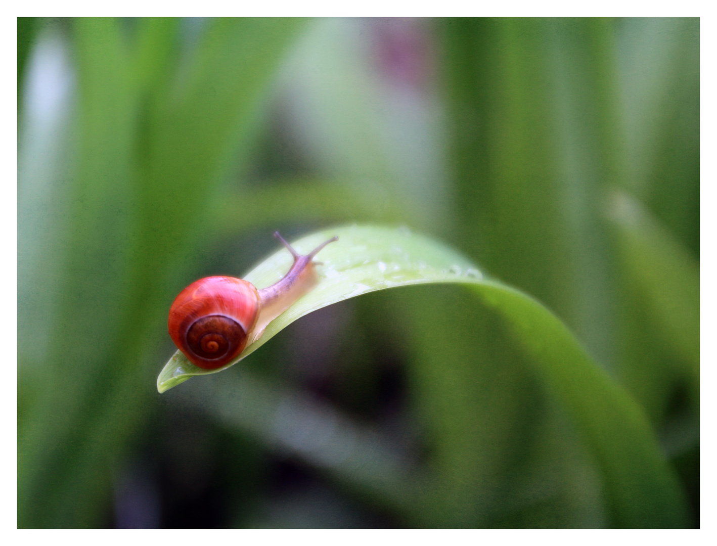 Ich fragte eine Schnecke ...