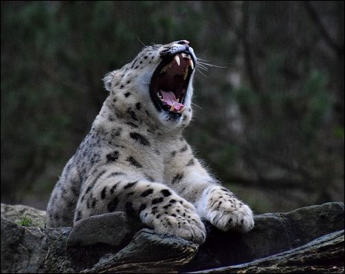 Ich fress euch auf !!!