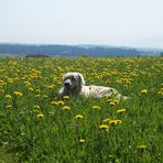 Ich freu mich auf den Sommer !