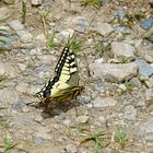 ich freu mich immer wenn ich so einen schönen Schmetterling erwisch