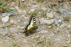 ich freu mich immer wenn ich so einen schönen Schmetterling erwisch